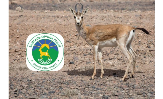Өмнөговь аймаг хар сүүлт зээрийг бэлгэдлээ болгожээ