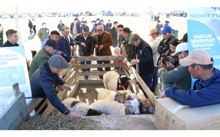 Шилмэл малын үзэсгэлэнд дуудлагаар 20 бод, 14 бог мал худалдав