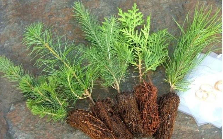 Өвөр Монгол: 2026 онд Монгол улсад 200 мянган модны суулгац нийлүүлнэ