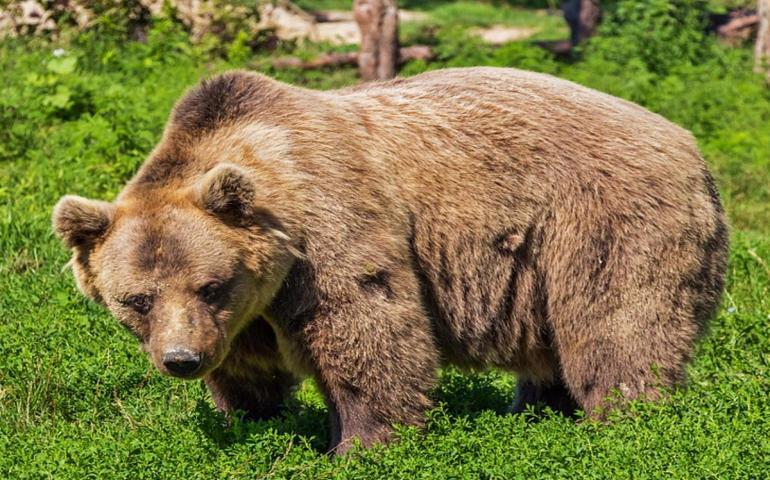 Эрхүү мужид баавгай хэт олширчээ
